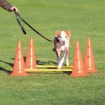 TRIXIE DOG ACTIVITY HORDENSET - Image 2