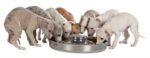 TRIXIE JUNIOR PUPPYVOERBAK RVS - Image 2