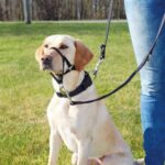 TRIXIE HONDENTUIG TOP TRAINER ANTI-TREK TUIG ZWART