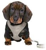 TRIXIE JUNIOR PUPPYTUIG SOFT MET RIEM LICHTGRIJS – Image 2