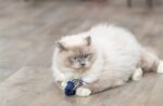 TRIXIE ZEEDIER PLUCHE MET CATNIP ASSORTI - Image 2